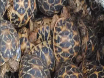 Cops rescue 170 star tortoises