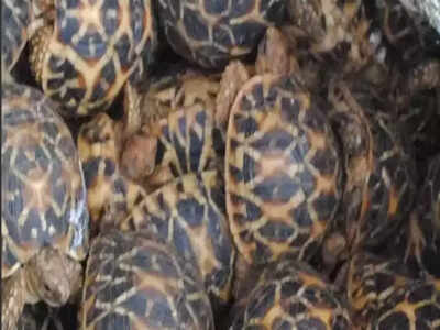 Cops rescue 170 star tortoises