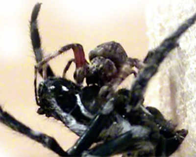 Female spiders force males into oral sex