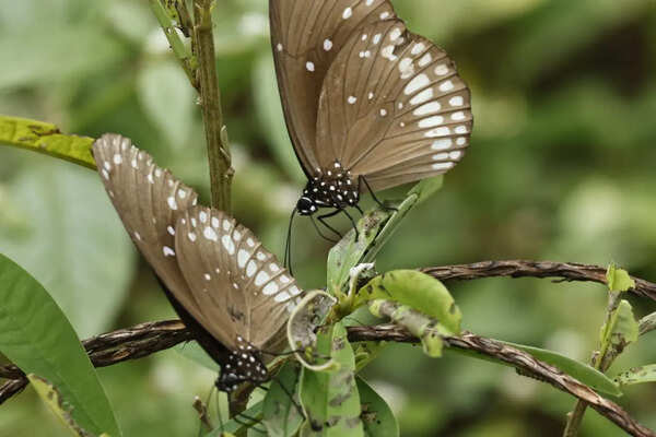 Extreme heat decreases summer butterfly sightings on hills and in gardens