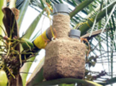 Kalparasa, heath drink from coconut tree, could be a hit
