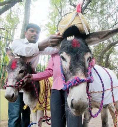 Bangalore: Donkeys married on Valentine’s Day