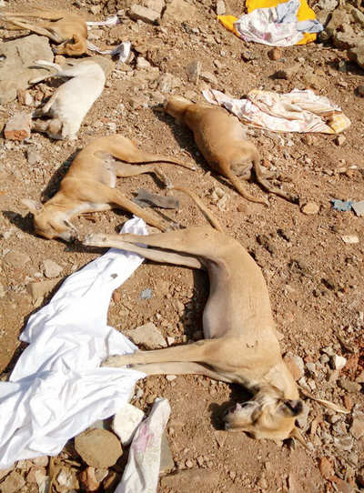 15 stray dogs poisoned in Bhayandar