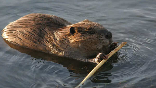 UK beaver rewilding row: Reform council backs river releases to fight flooding despite party opposition