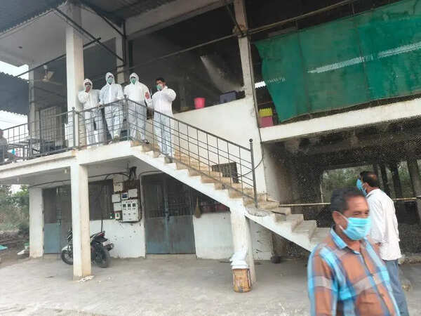 Hit by avian flu outbreak, Nandurbar undertakes culling of 1.4 lakh birds