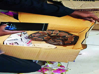 Illegal parcels: African corn snake, Ethiopian lizard, python in the box