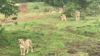 Pride of lions enjoying the sound of birds 