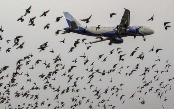Bhubaneswar airport faces wildlife menace: Authorities seek solutions to prevent bird strikes