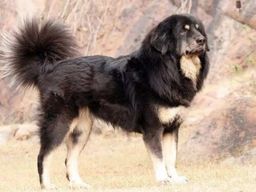 Can Bhotia Dog Survive in Hot Weather: Essential Survival Tips