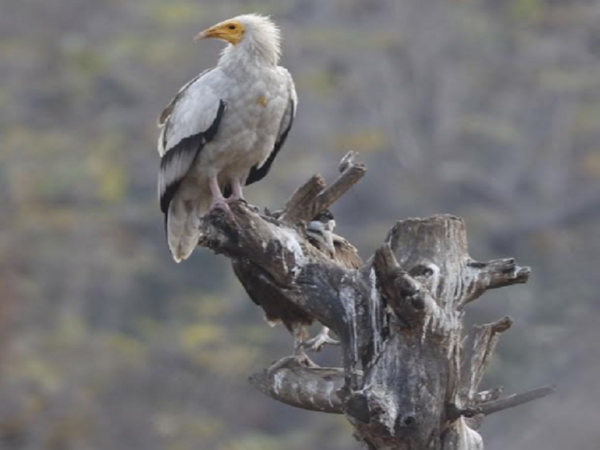 Madhya Pradesh: Indore sees sharp decline in Egyptian vultures’ number