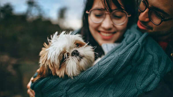 Shih Tzu