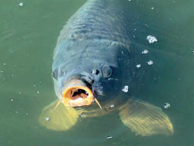 Holy Carp! ‘Fishing’ in help troubled waters