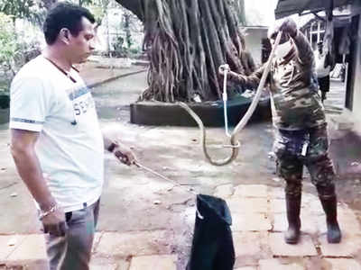 Cobra rescued from Thackeray memorial