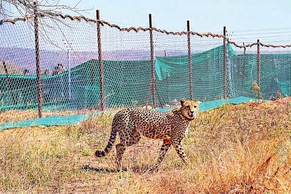 Only theories, no answers for Kuno cheetah deaths 