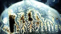 Venomous &lsquo;box jellyfish&rsquo; found in Indian waters, study advises caution