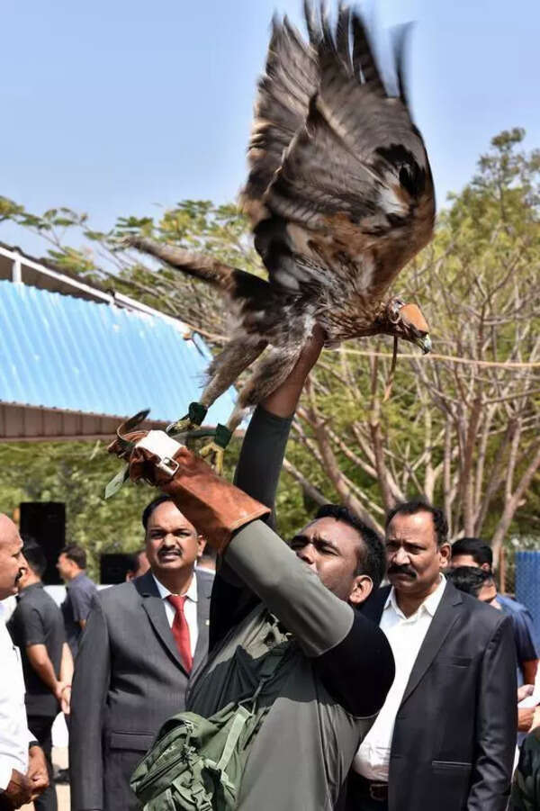 Eagles trained to hunt & ‘prey’ on rogue drones