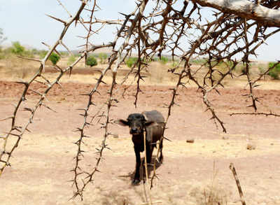 Maharashtra declares drought in 151 talukas in 26 districts
