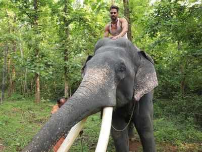 World Wildlife Day 2021: Pulkit Samrat shares his experience bonding with Unni - the elephant