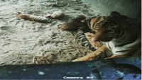 Watch: Newborn tiger cub playing with its mother 