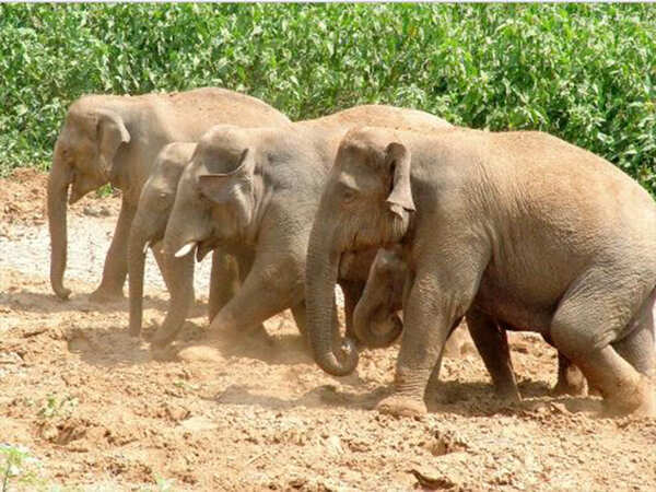 36 killed by animals in Nigiris in 2 years