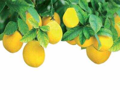When life doesn’tgive you lemons, grow it at home