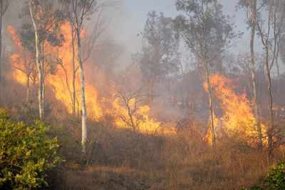 24,000 forest fires reported this year