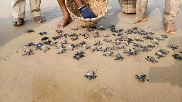 48K Olive Ridley hatchlings released into sea this season