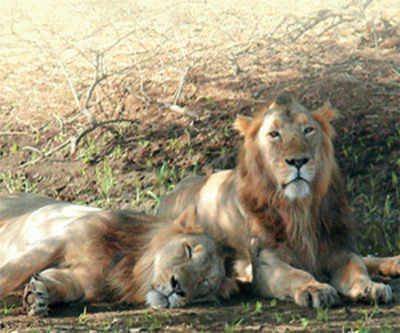 Gujarat High Court issues notices to state government, Centre on death of 184 lions in 2 years
