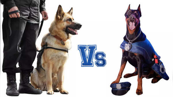 German Shepherd Vs Doberman Pinscher