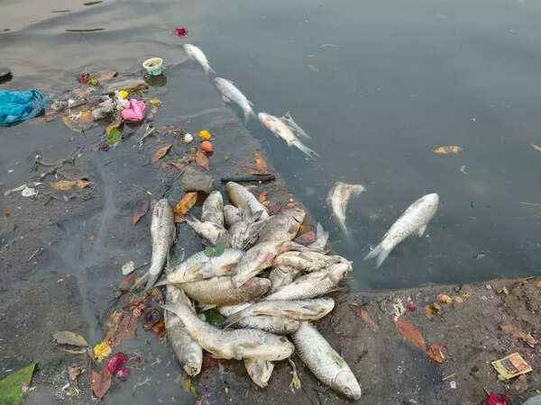 Dead fish found floating in Krishna & Warana