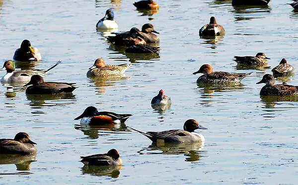 Experts flag habitat loss behind fall in migratory bird population