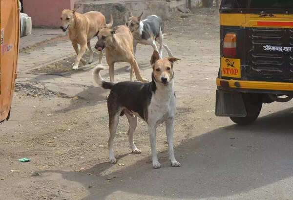 Animal lovers raise funds to feed stray dogs in Naregaon