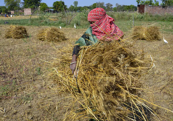 RPCAU develops battery-powered cabbage harvester