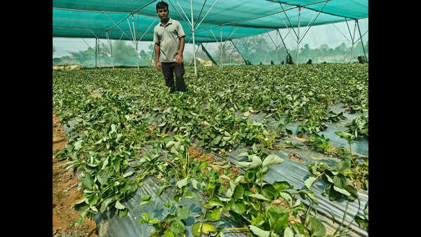 Govt support, natural farming help Hazaribag farmers earn sustainable income