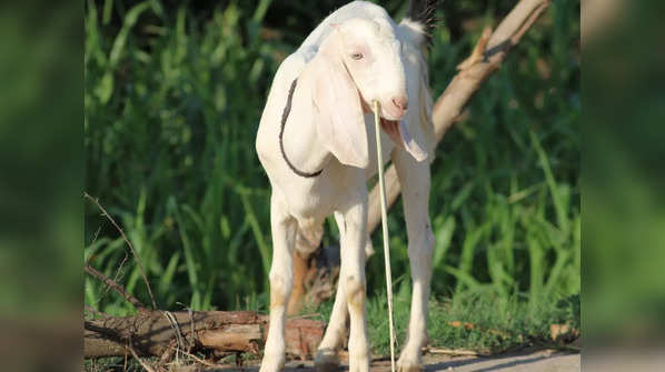A diverse range of indigenous goat breeds