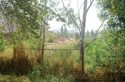 Debris choking artery of Kasavanahalli Lake