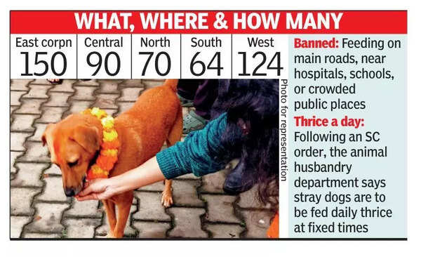 Almost 500 spots identified to feed stray dogs in Bengaluru