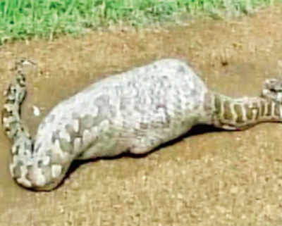 20-foot python dies after swallowing nilgai