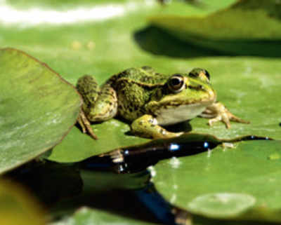 BNHS to offer certificate course on amphibians