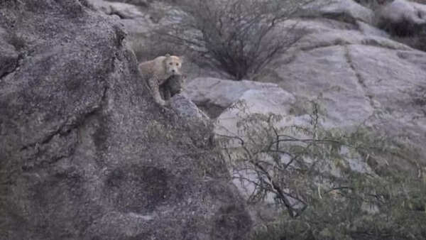 In a first, rare pink leopard sighted in Rajasthan