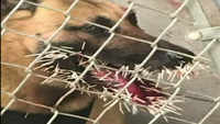 Police dog stuck by porcupine during pursuit 