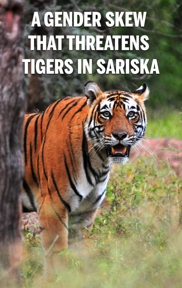 What's pushing Sariska towards a slow death