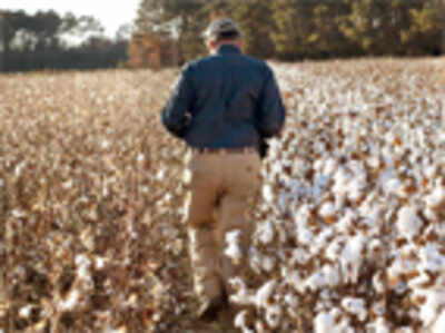 Bt cotton a dud, Mahyco faces ban