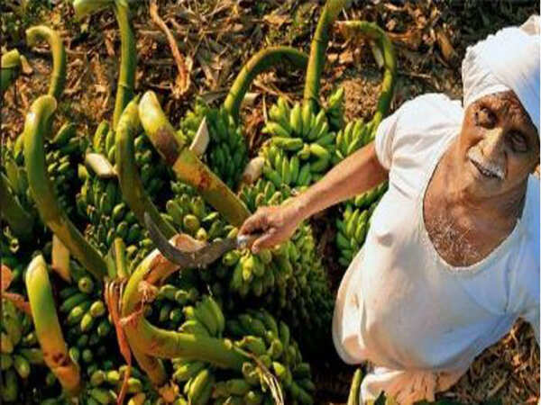 AP pips Maharashtra in banana cultivation, bags third position