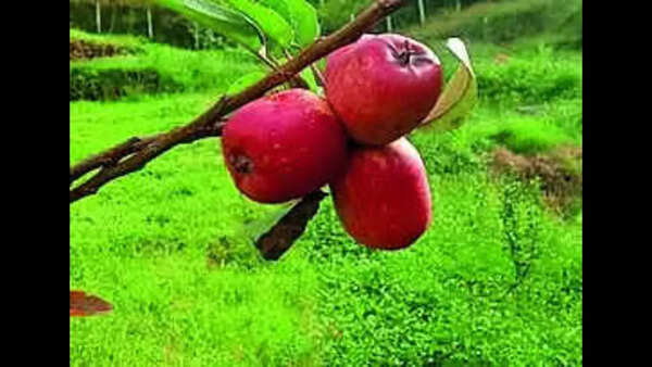 Nilgiris farmers pen success story in apple cultivation