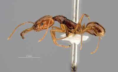 Scientists discover ants that gorge on insects, invertebrates