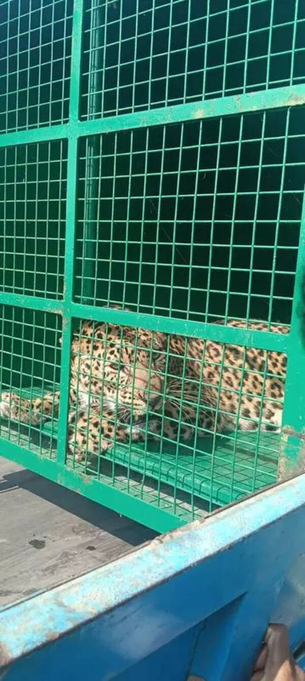 Leopardess reunited with three cubs found at cane field