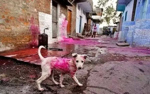 ‘To keep strays, pets safe, avoid exposing them to colours’