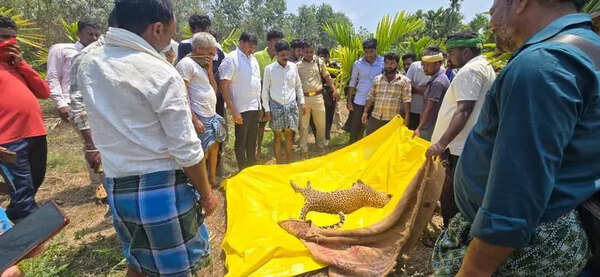 Leopardess was found dead in Shikaripura taluk