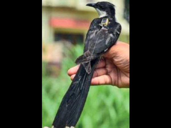 Cuckoo on cusp of stardom, scientists on edge of seat